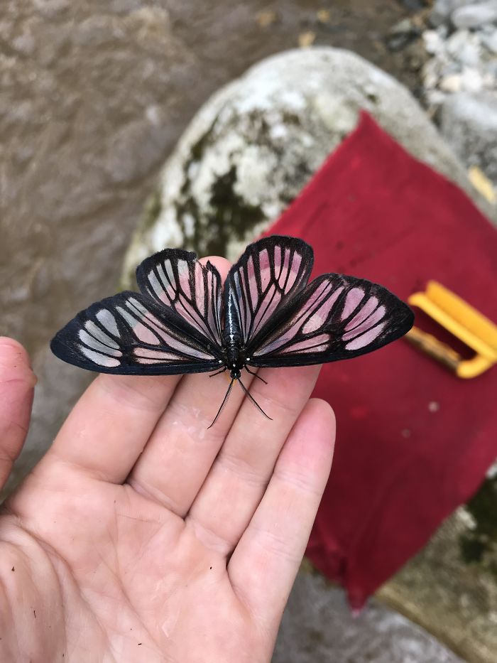 #4 This Little Transparent Guy Landed On Me In The Ecuadorian Amazon