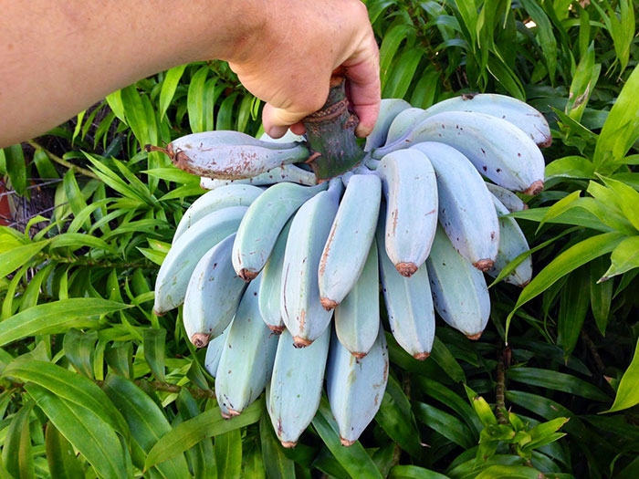 #24 The Blue Java Banana, Which Is Said To Have The Same Consistency As Ice Cream And A Similar Flavor To Vanilla