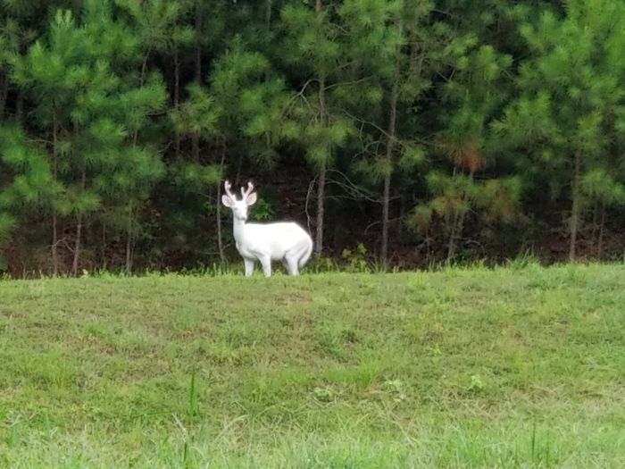 #27 Saw An Albino Buck Near My Daughter's Daycare