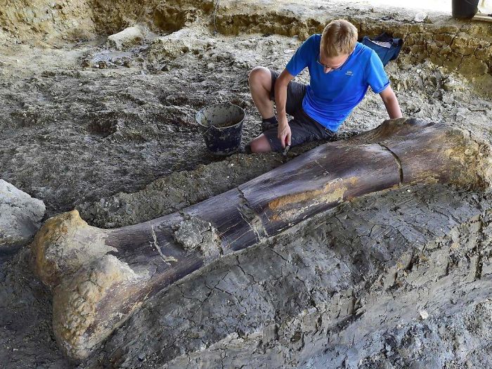 #47 140 Million Year Old, 500 Kg Dinosaur Femur Discovered In France