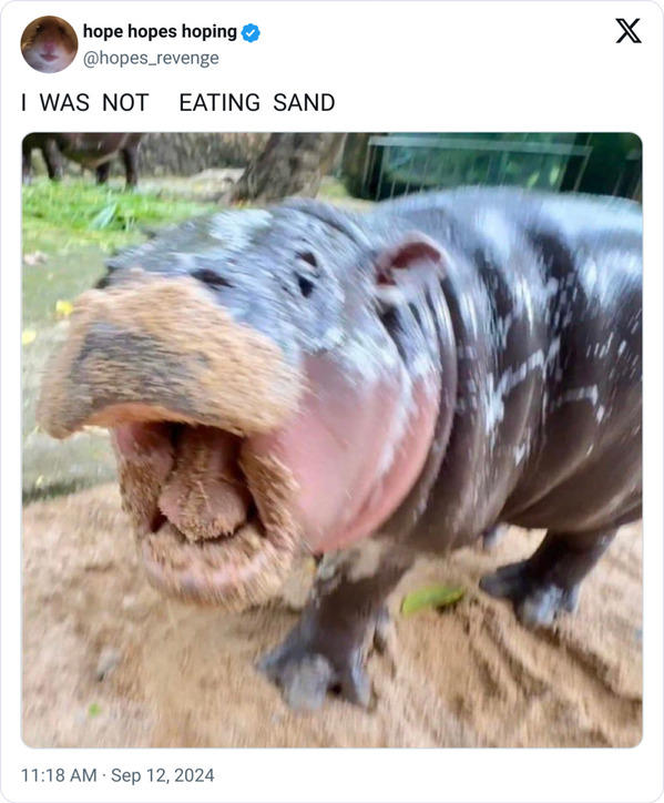 40 Funny Moo Deng Memes That Show Why This Baby Hippo Is Everyone's ...