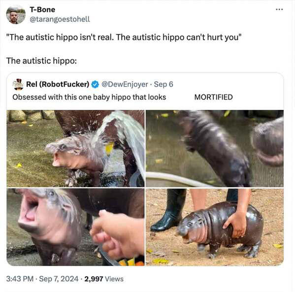 40 Funny Moo Deng Memes That Show Why This Baby Hippo Is Everyone's ...