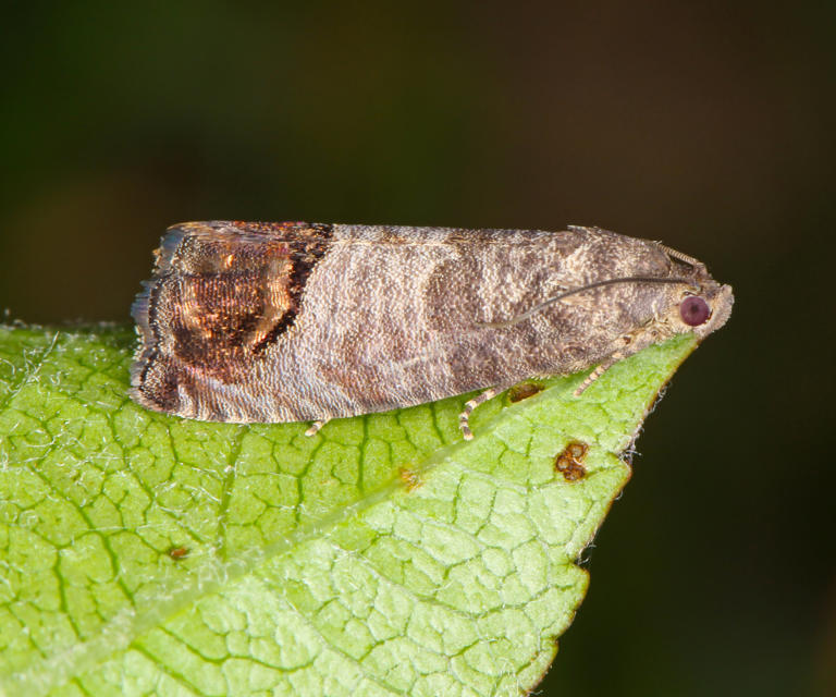 Worm holes in your apples? Discover how to identify and treat codling