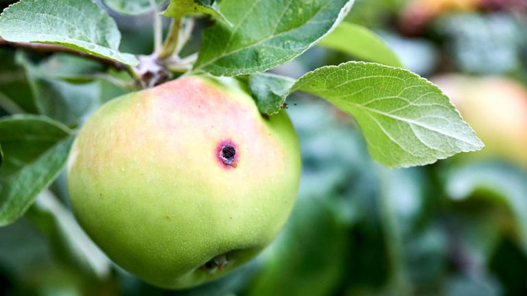 Worm holes in your apples? Discover how to identify and treat codling ...