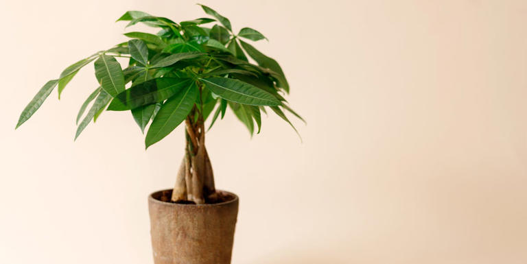 How To Care For A Money Tree, The Luckiest Indoor Plant