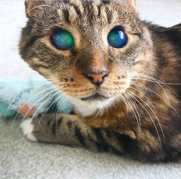 #6 My Friend's Blind Cat Soren Has Amazing Eyes