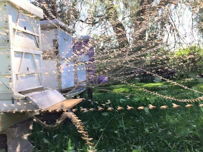 #29 Time Lapse Photo Of A Beehive