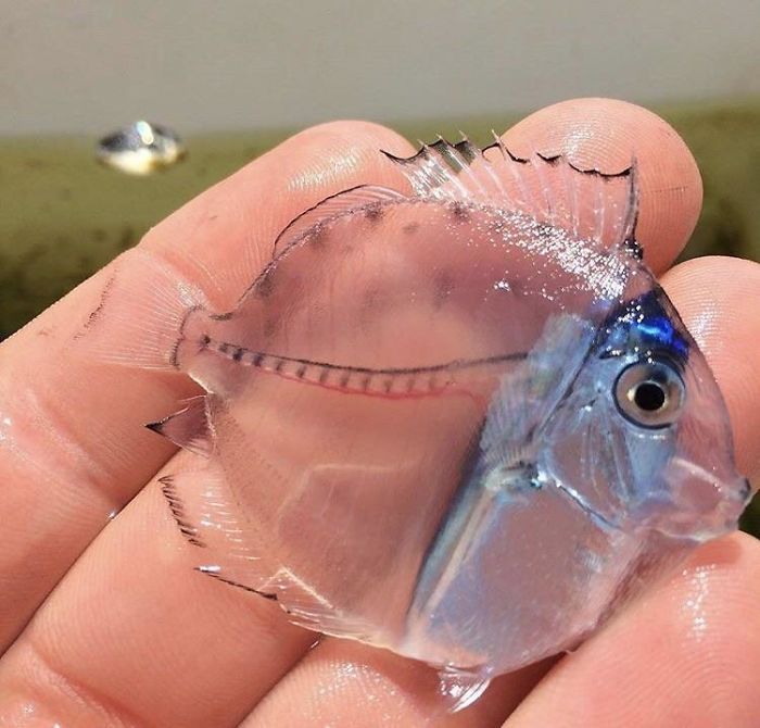 #36 Translucent Blue Tang