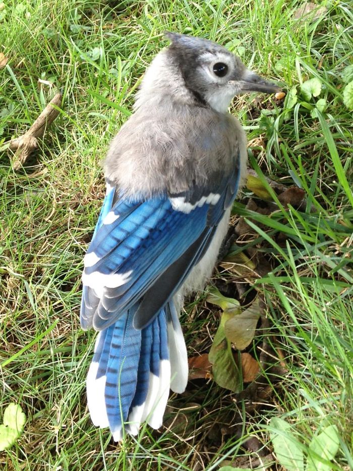 #14 This Blue Jay Still Has Half Of Its Baby Feathers