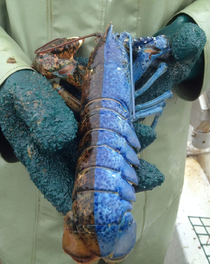 #18 This Is What A "Split Lobster" Looks Like. This Coloring Occurs Once In Every 50 Million Lobsters