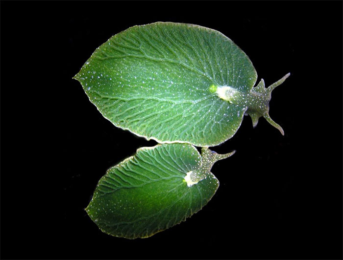 #20 This Sea Slug, Which Looks Like A Leaf, Can Go Without Eating For 9 Months, Because It Can Photosynthesize Just Like A Plant While Basking In The Sun