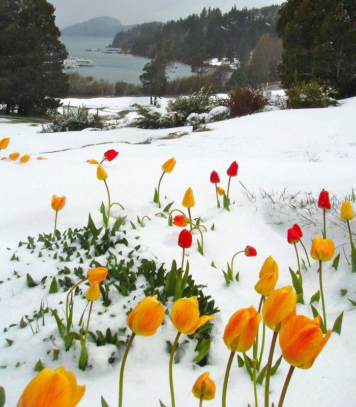 #7 Tulips Blooming In The Snow