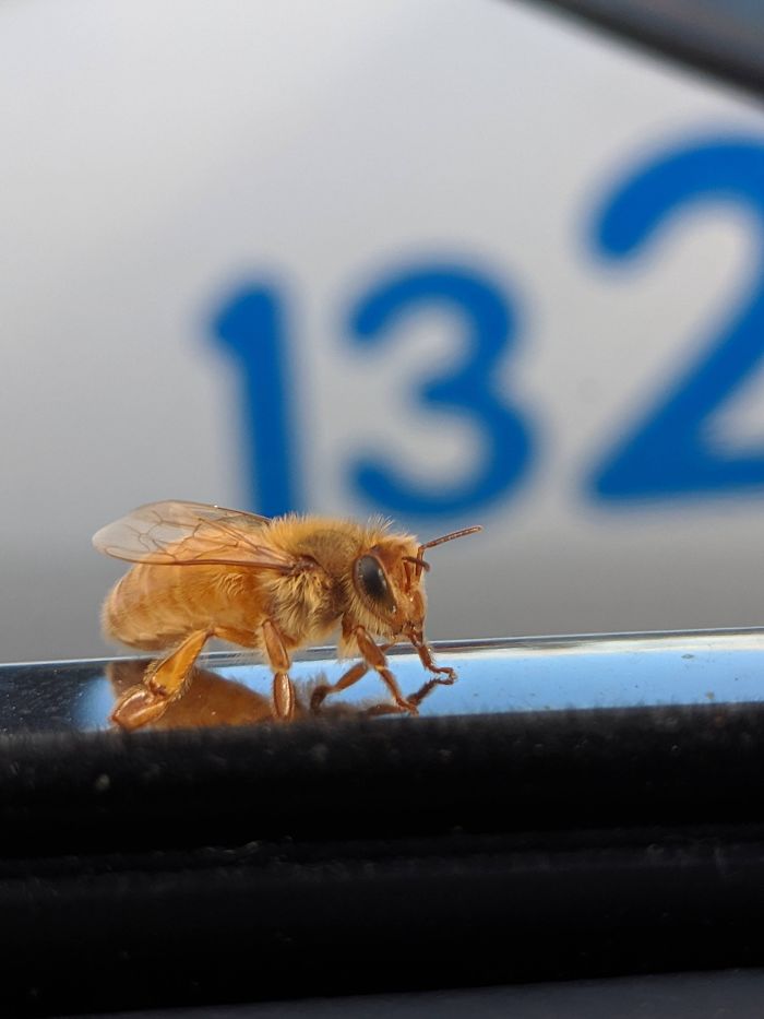 #12 This Purely Golden Bee Landed On My Car Today