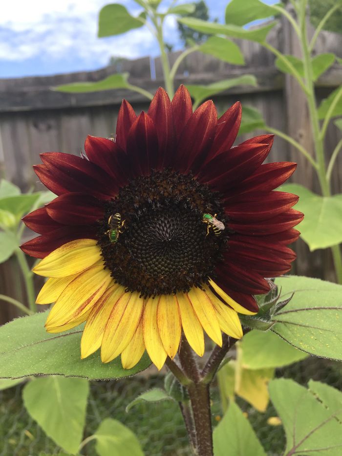 #19 This Bicolor Sunflower I Grew