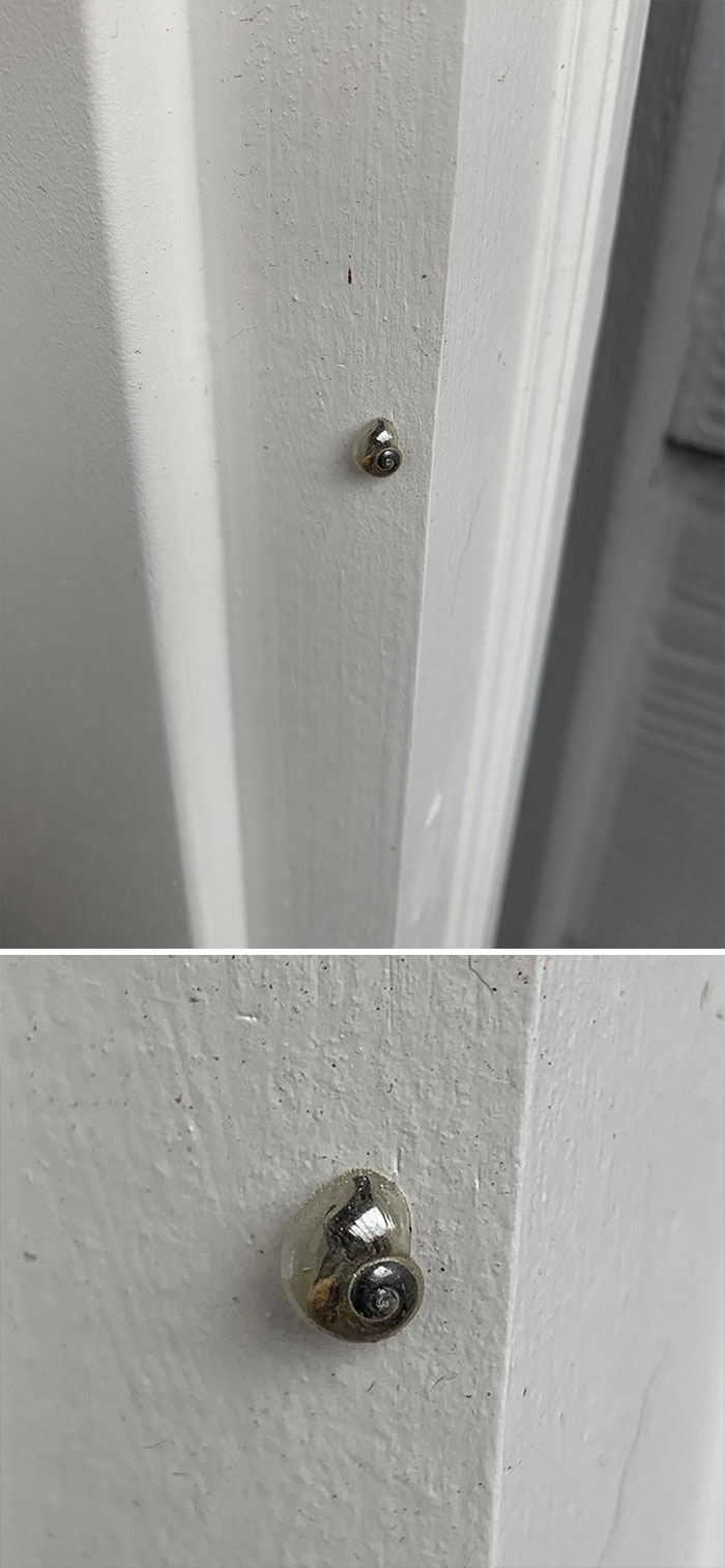 #2 Saw A Snail Today While I Was Outside And Its Shell Is Crystal Clear