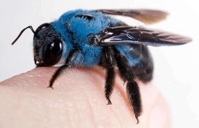 #5 Blue Bees Exist (Blue Carpenter Bee)