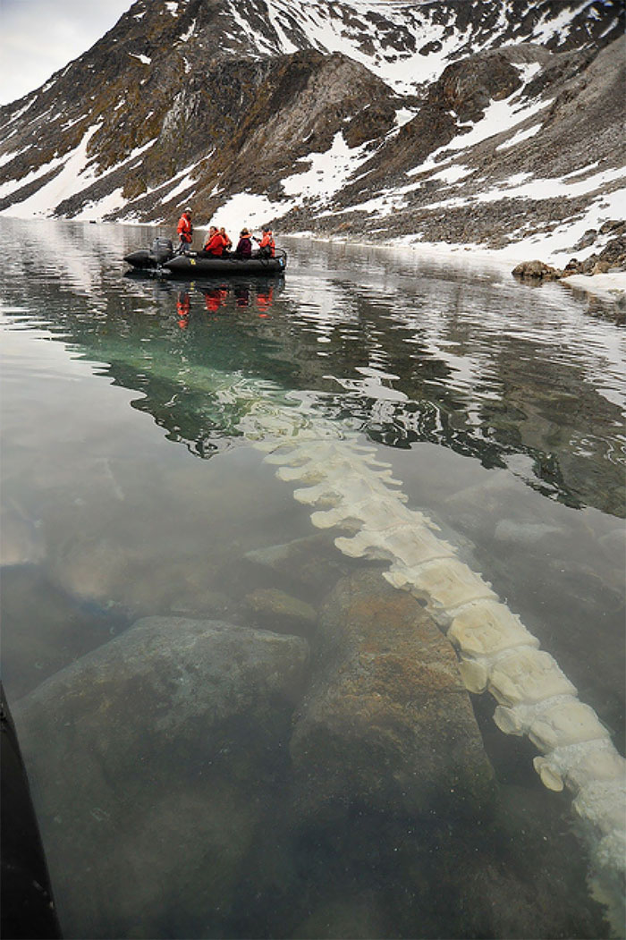 #34 Fin Whale Vertebrae Beneath The Water Near Kongsfjorden, Norway