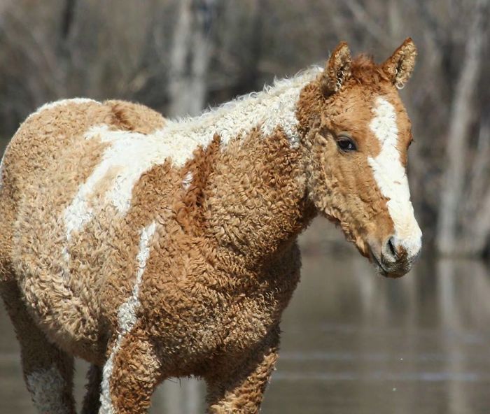 #16 A Curly-Haired Horse