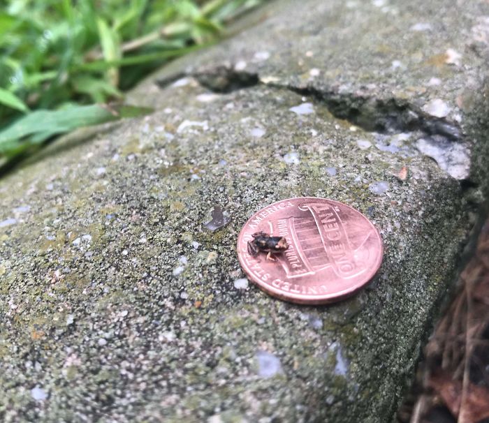 #22 I Found A Very Small Frog