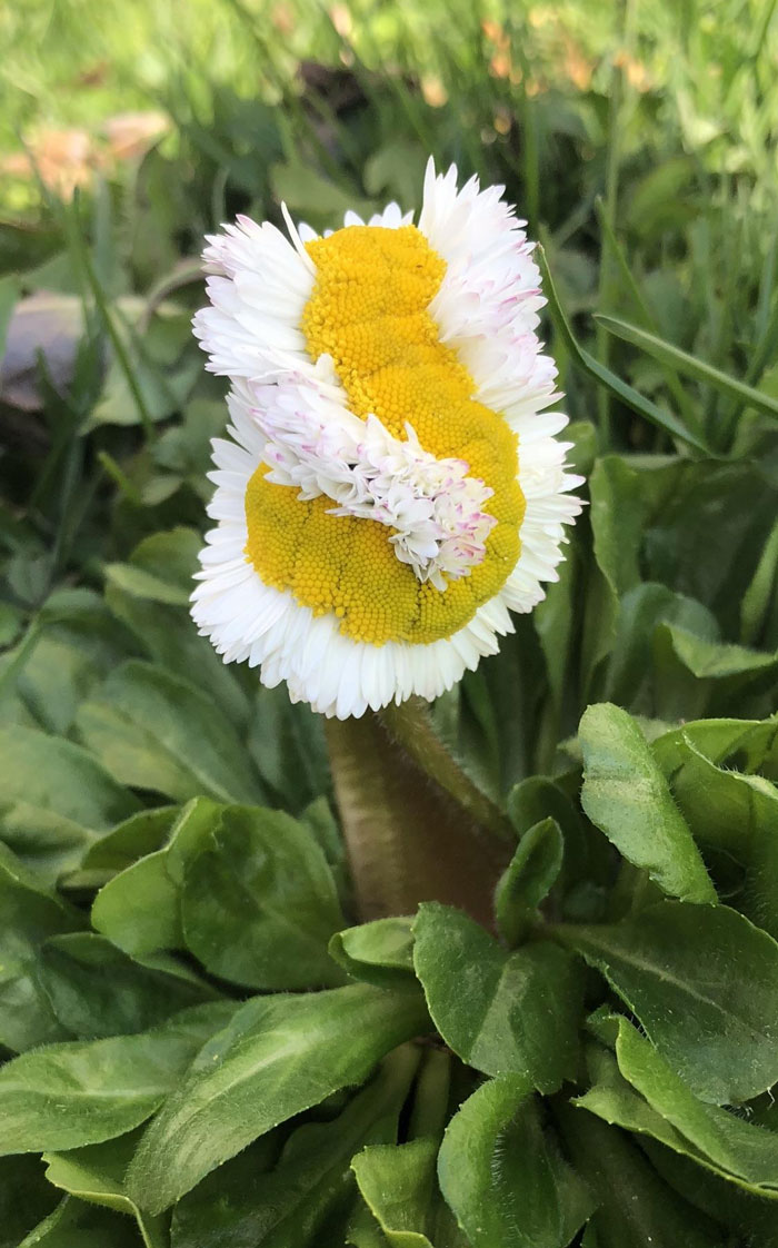 #44 This Mutated Daisy