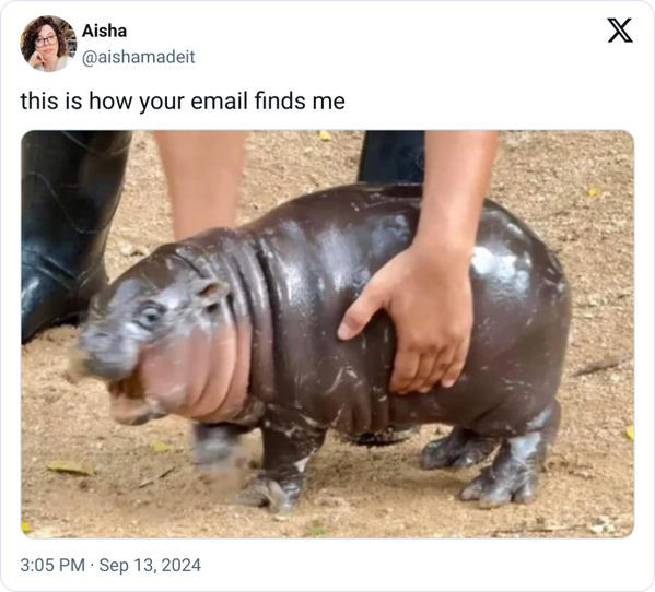 40 Funny Moo Deng Memes That Show Why This Baby Hippo Is Everyone's ...