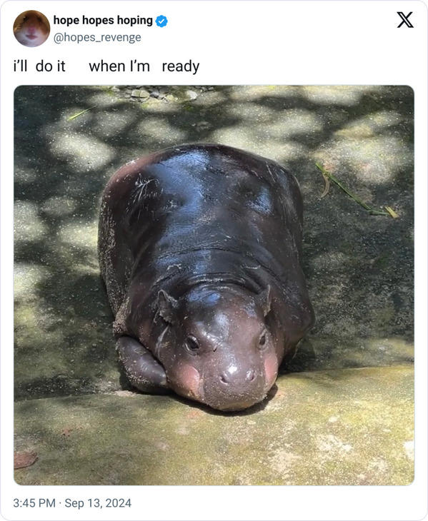 40 Funny Moo Deng Memes That Show Why This Baby Hippo Is Everyones