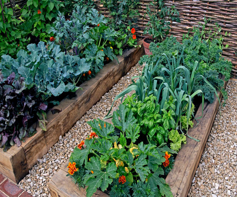 Plants never to grow in a raised bed 5 varieties to avoid, and what