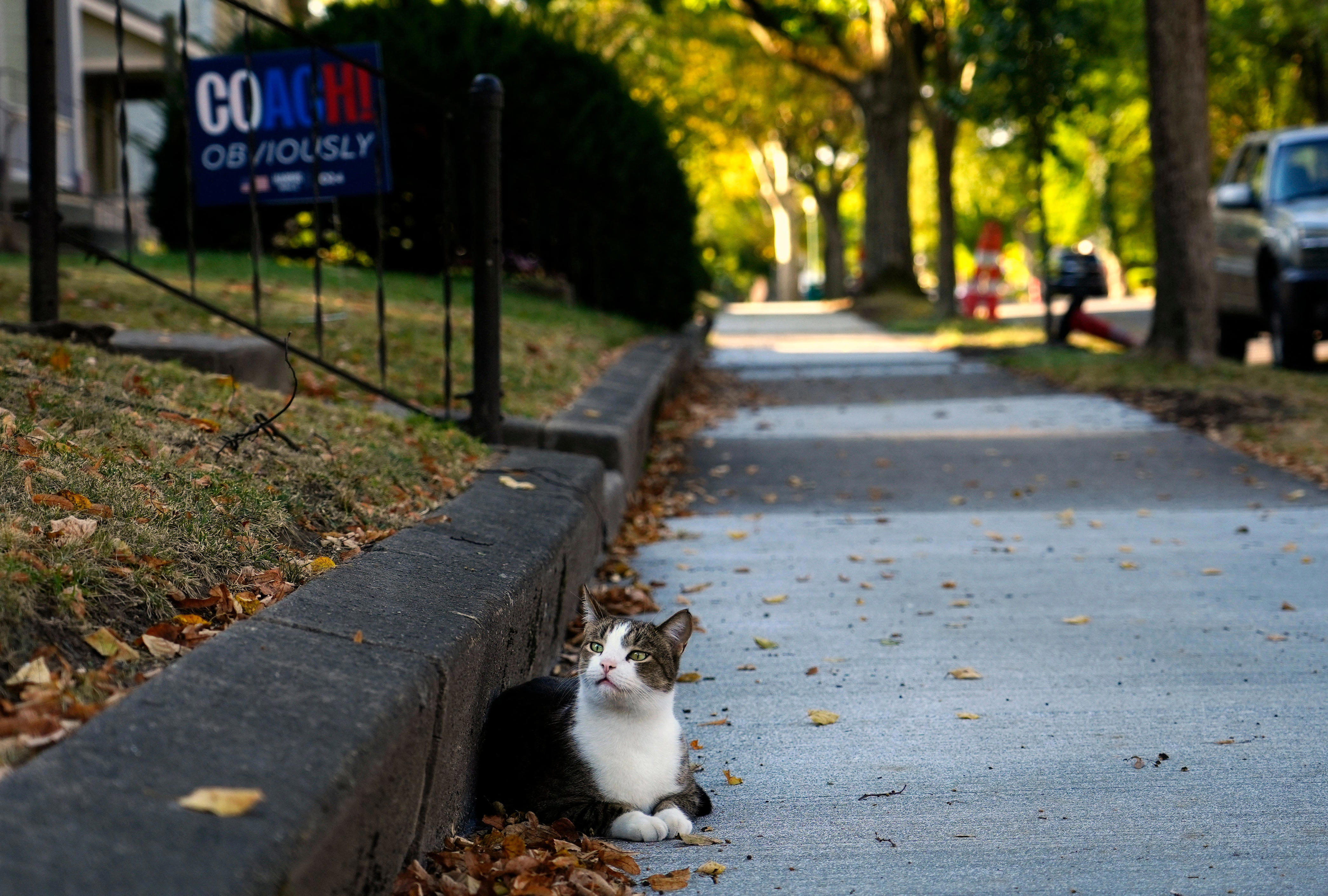 Politicians #39 unfounded claims that immigrants eat pets have led to Politicians #39 unfounded claims that immigrants eat pets have led to