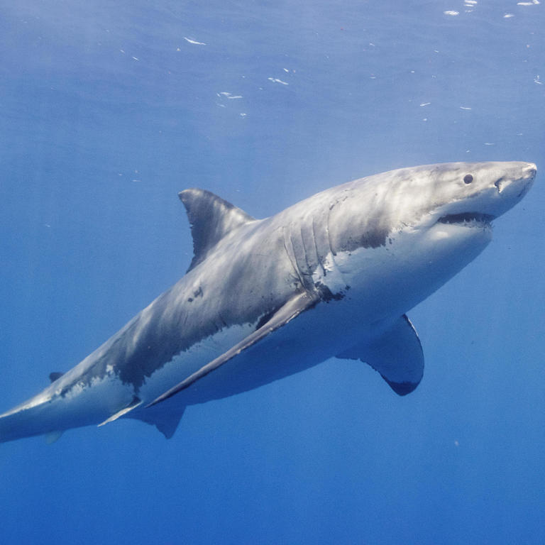 Diving with Great White Sharks in Mexico