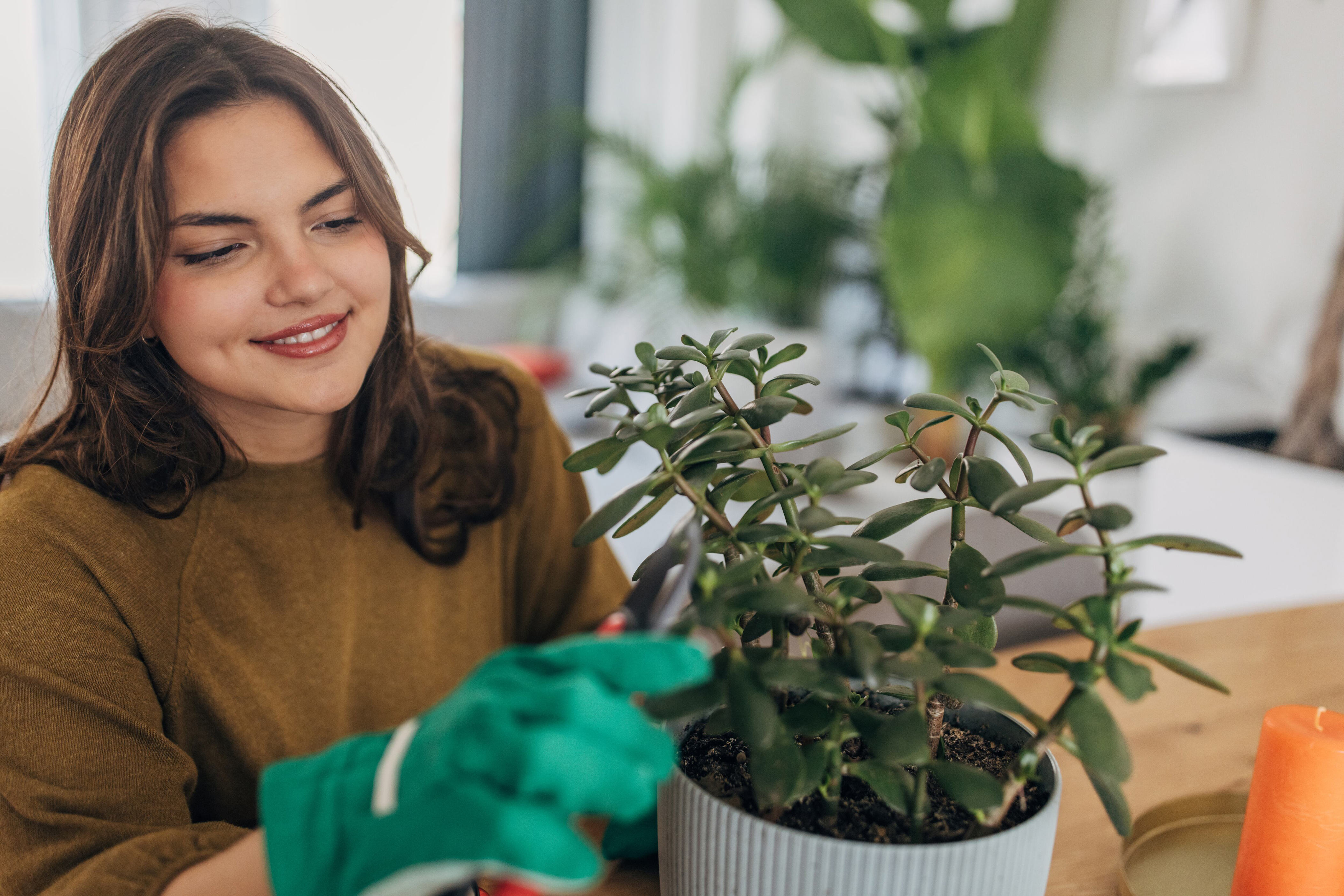 El árbol de jade requiere de algunos cuidados específicos para que se mantenga en buena condición.