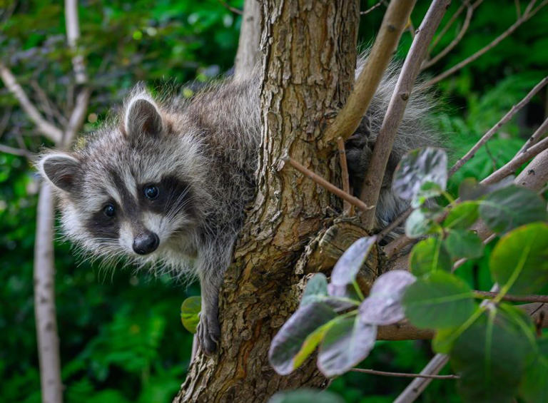 Raccoon roundworm: What to know about the parasite that infected 2 in ...