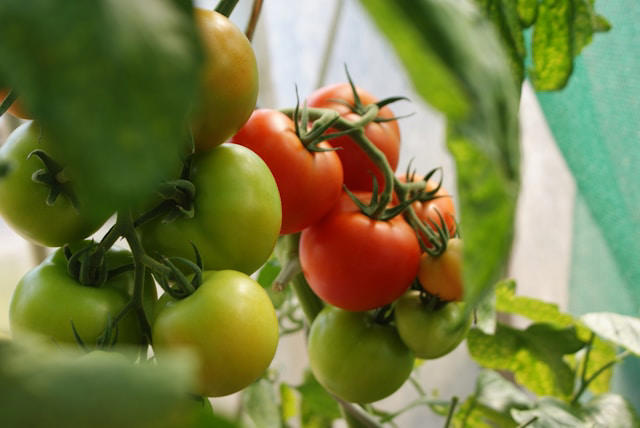 Ready to Garden? Here Are Companion Plants for Tomatoes