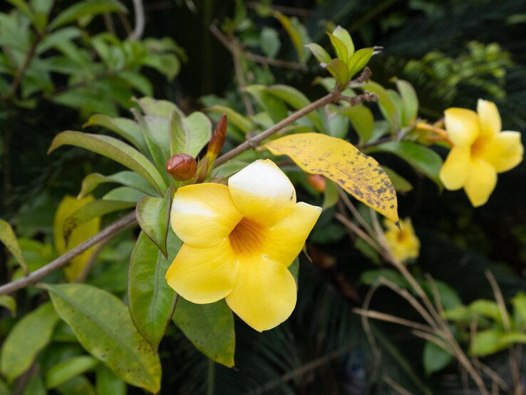 Dipladenia hat gelbe Blätter Das ist die wahre Ursache im Herbst