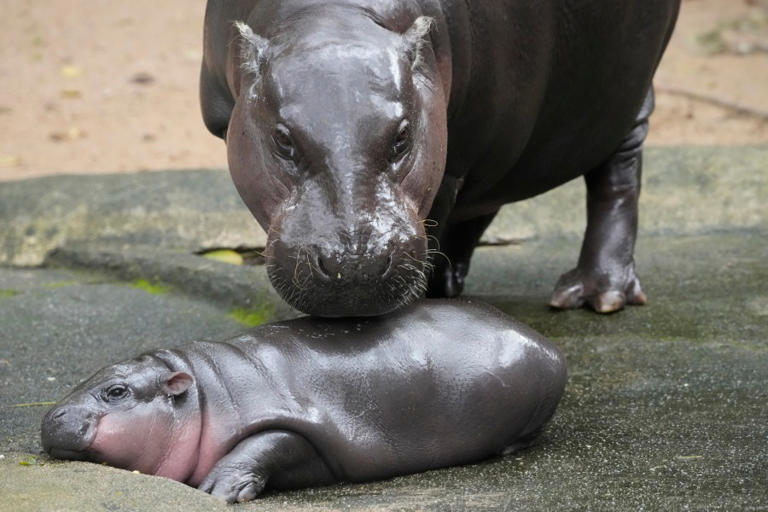 The Thai zoo home to baby hippo and internet sensation Moo Deng is ...