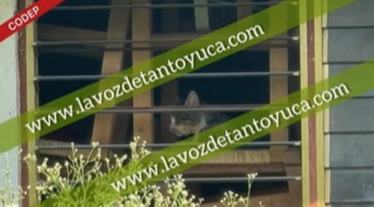 Hay un gatito adentro de la casa que no ha quedado al resguardo de las autoridades Foto: La Voz de Tantoyuca