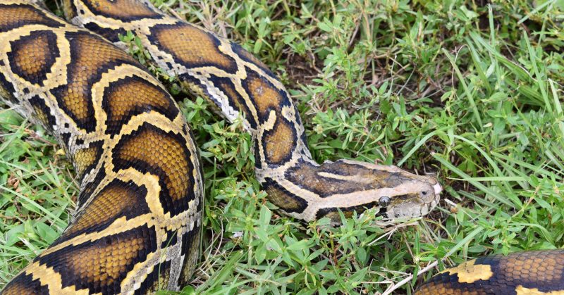 Video: Burmese Python Swallows 77-pound Deer, Proving Ability To Eat ...