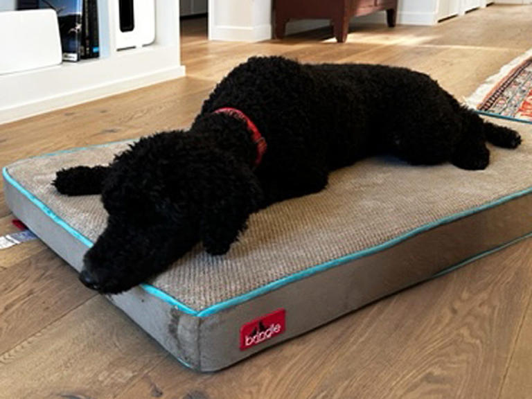 Picture of The best large dog beds in 2025, tested and reviewed