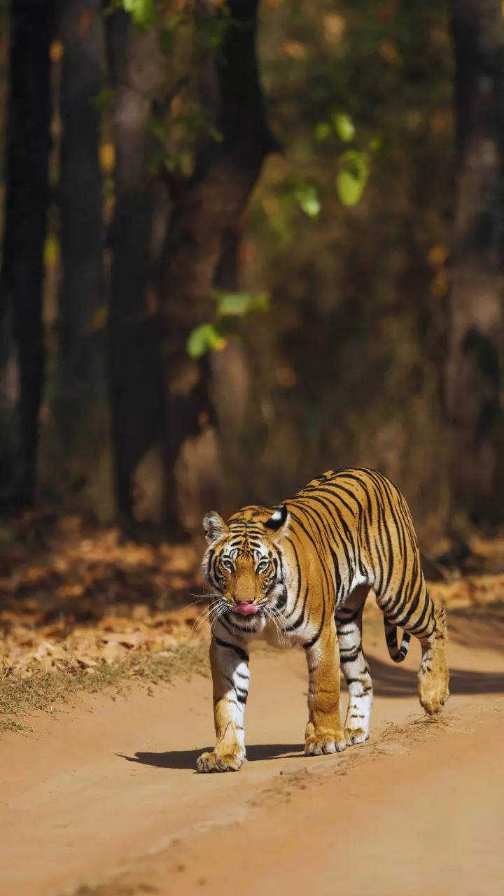 Tiger Sightings In India: Most Iconic Safari Gates To Check Out