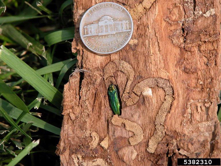 Notorious tree-killing invasive beetle reaches Salem, Silverton