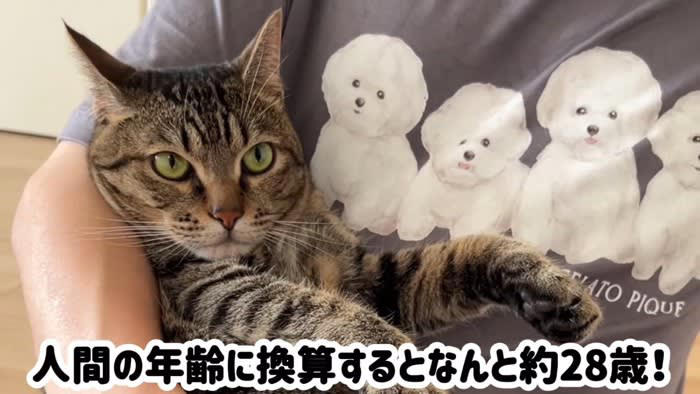 びしょ濡れで落ちていた子猫を拾って3年が経過したら…『現在の