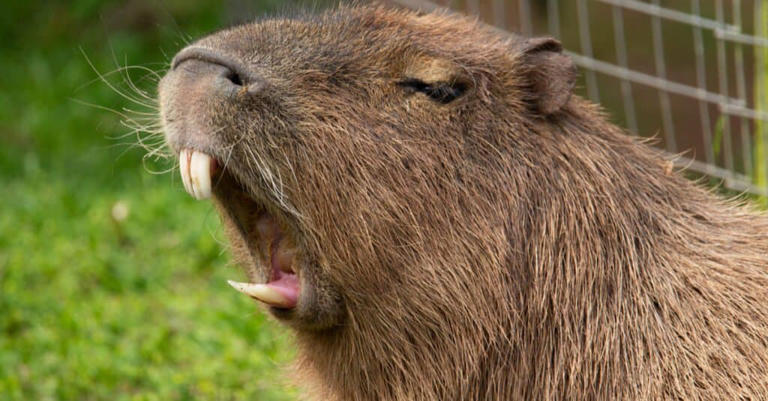 Capybara Appreciation Day: Celebrating the World’s Biggest Rodents
