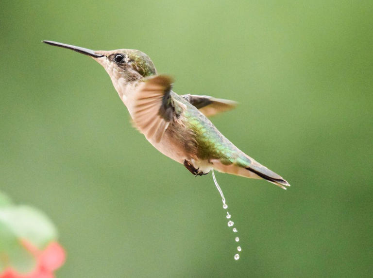 Do Birds Pee? The Science of Bird Poop