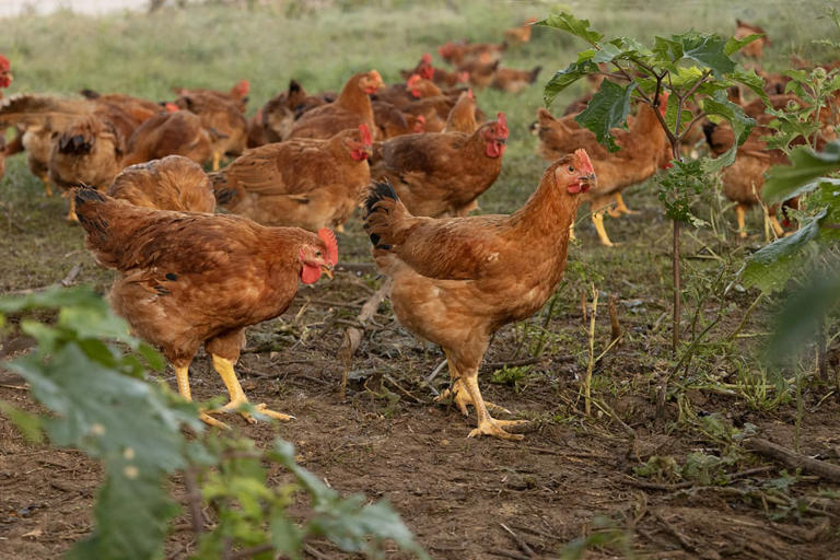 Are You Paying Too Much for Chicken?