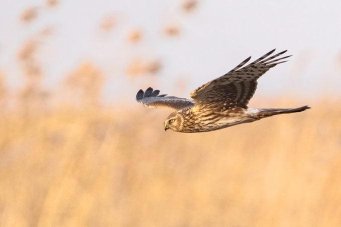 5 essential hawk identification tips for birders