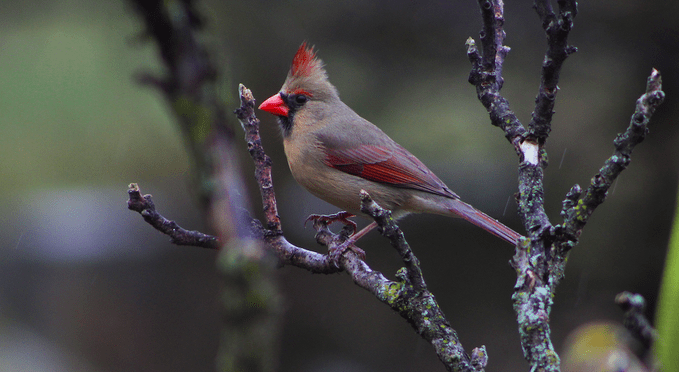 If You See a Cardinal, This Is What It Means