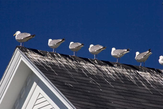 Do Birds Pee? The Science of Bird Poop