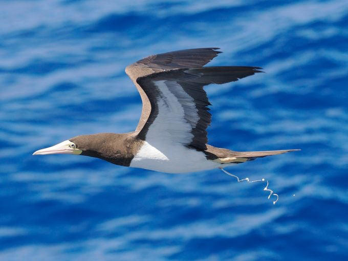 Do Birds Pee? The Science of Bird Poop