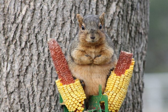 Squirrel feeder