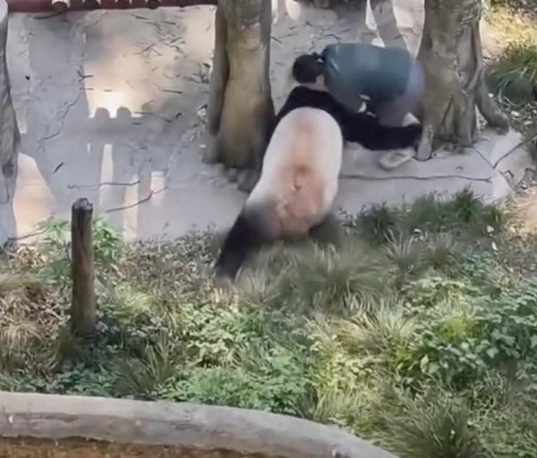 Panda atacando a cuidadora de zoológico en China/Tiktok @ owukmx