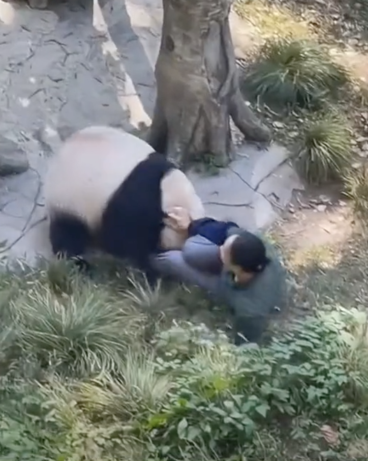 Panda atacando a cuidadora de zoológico en China/Tiktok @ owukmx